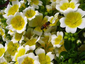 4 Top carrier oils for dry winter skin Natural Skincare Ingredients