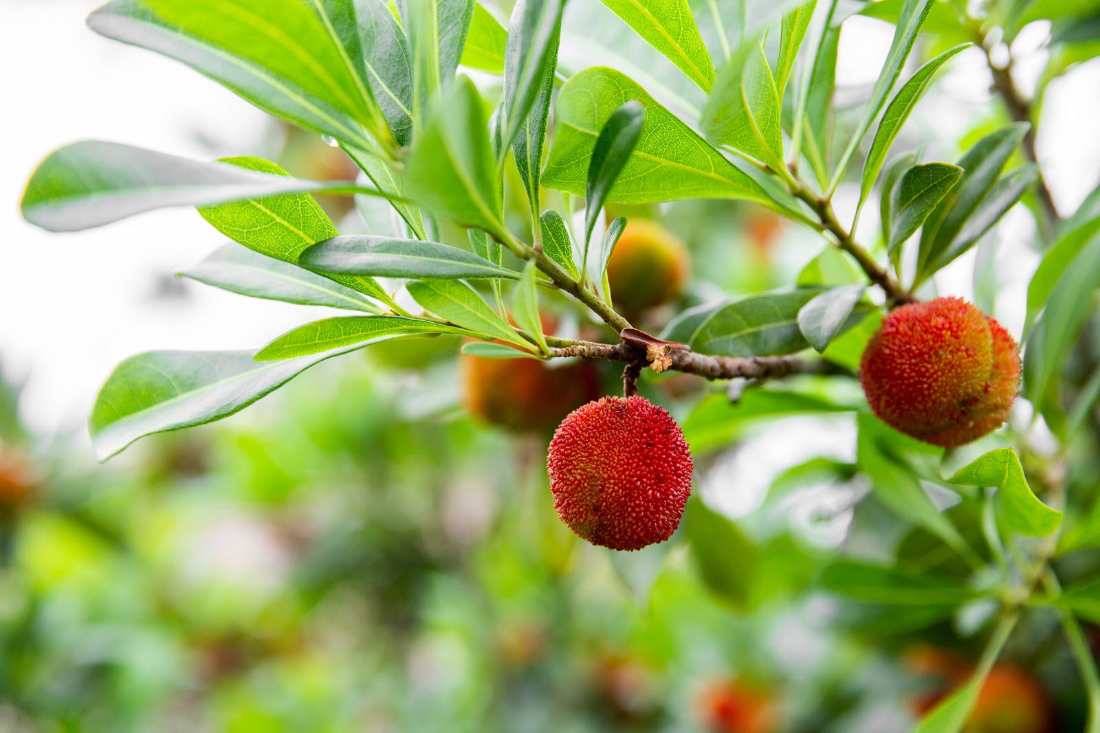 5 Vegan Beeswax Alternatives for Natural Skincare (+ Free Sweet Orange Lip Balm Recipe!) Natural Skincare Ingredients