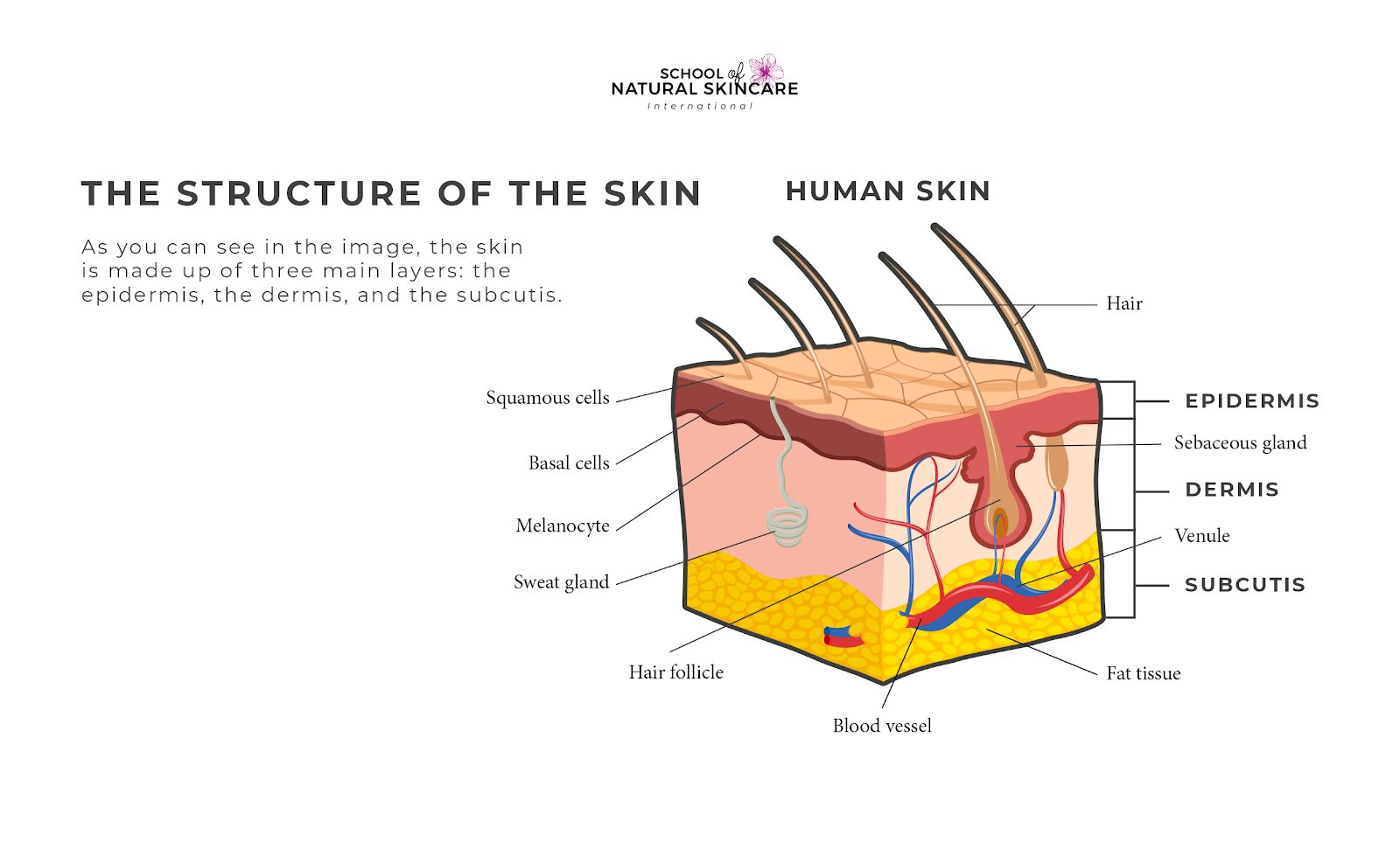 Understanding How Your Skin Works Getting started
