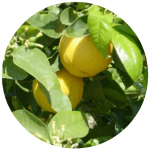 The best essential oils for skin (and for each skin type) Essential oils