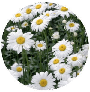 The best essential oils for skin (and for each skin type) Essential oils