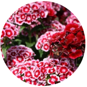 The best essential oils for skin (and for each skin type) Essential oils