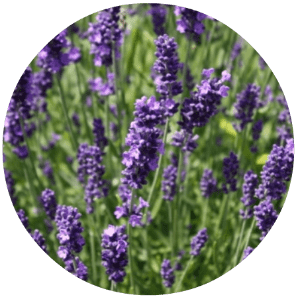 The best essential oils for skin (and for each skin type) Essential oils