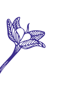 How to formulate vegan skin care products: ethical and good for business Skincare Formulation