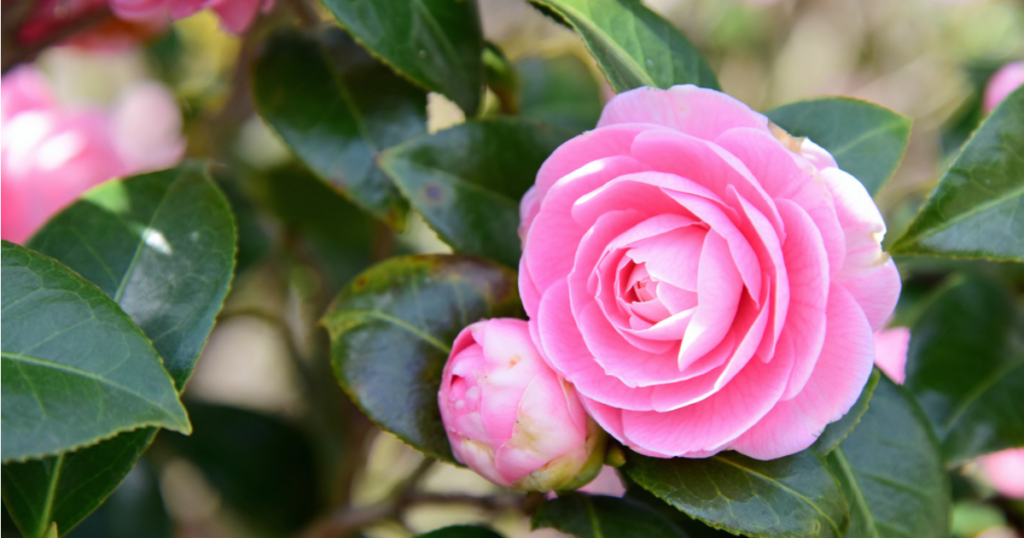 13 Natural anti-aging skin care secrets formulators swear by Natural Skincare Ingredients